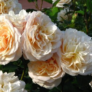 Роза Инглиш Гарден English Garden