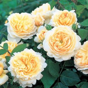 Роза Крокус Роуз Crocus Rose