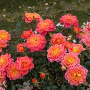 Роза Мандарин Mandarin