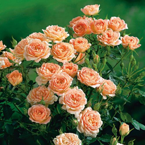 Розы светлого-персикового цвета