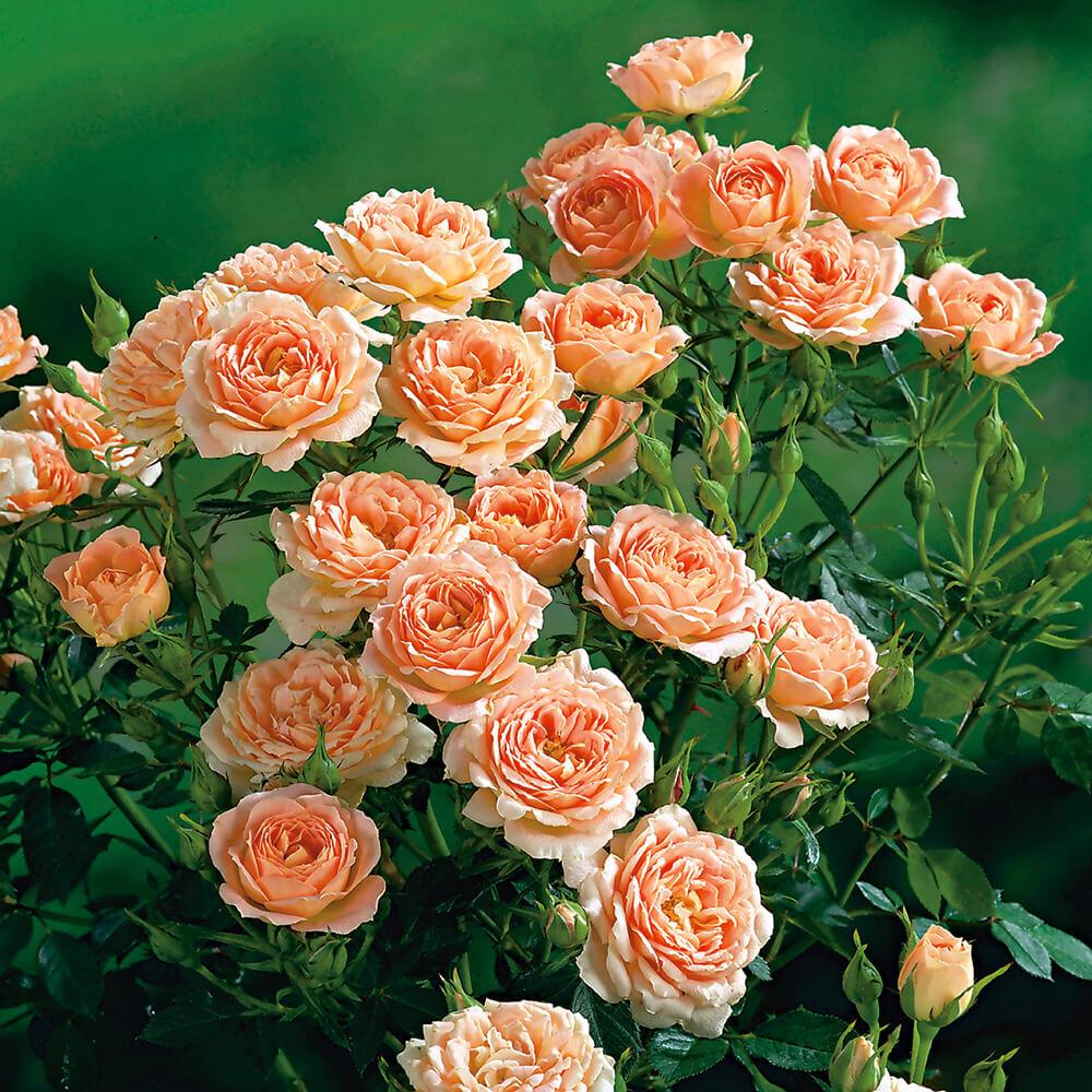 Роза Капелька красная: особенности и характеристика сорта, правила посадки, выращивания и ухода, отзывы