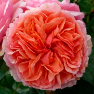 Саженцы Роз Шрабы