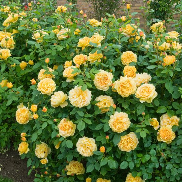 Роза Голден Селебрейшен Golden Celebration