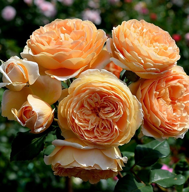 Прочитайте мнения садоводов, выращивающих данную розу в своих садах