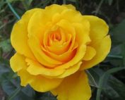 Роза желтая чайно-гибридная Керио (Kerio)