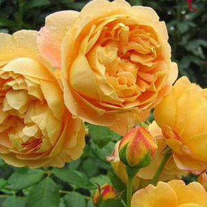Роза Голден Селебрейшен Golden Celebration