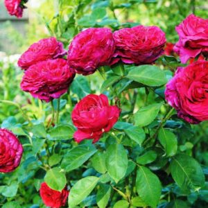 Роза 4-х Ветров Rose des 4 Vents