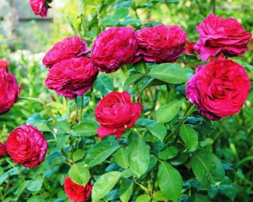 Роза 4-х Ветров Rose des 4 Vents. Купить Саженцы с Доставкой в Москве. Отправка по РФ почтой и ТК