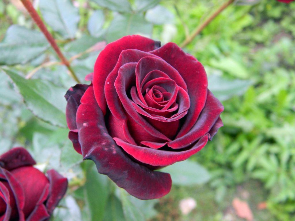 Роза черный принц картинки