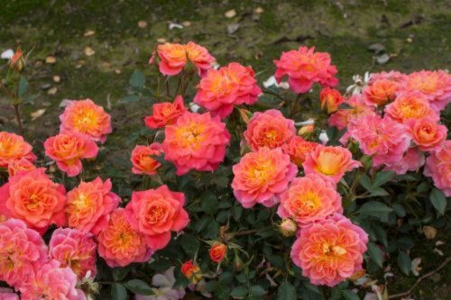 Роза Мандарин Mandarin