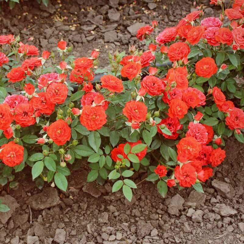 Роза Оранж Мейландина особенности и характеристика сорта правила посадки выращивания и ухода отзывы - садоводство и огородничество