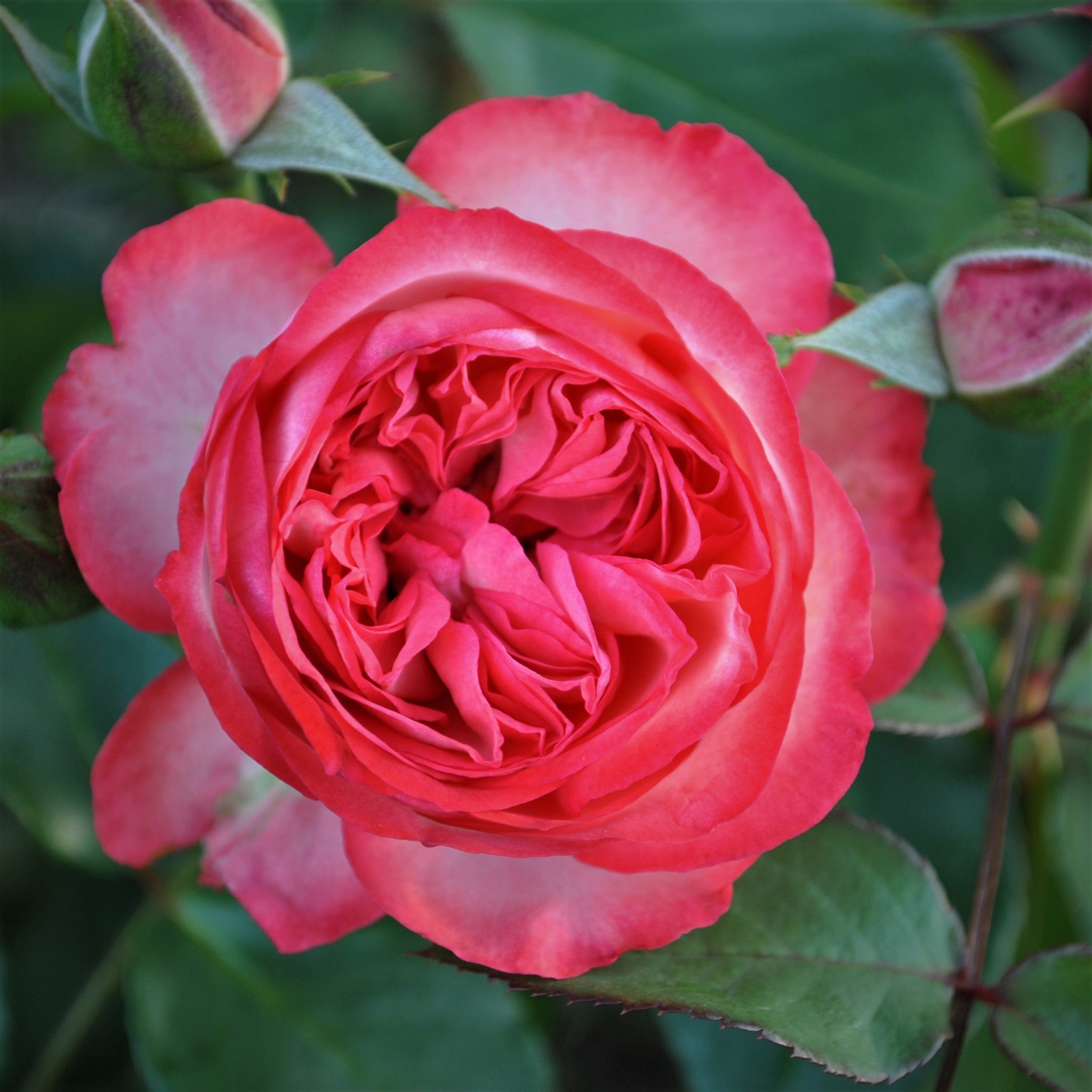 Роза тенека фото и описание