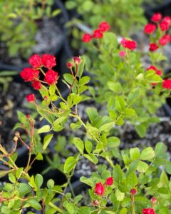 Саженцы Мини-розы/Патио