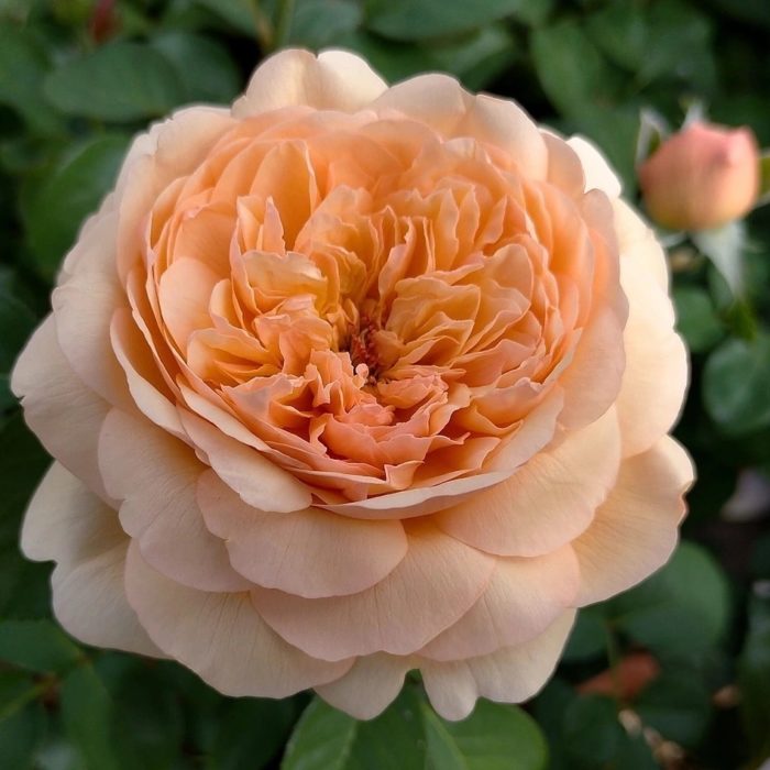 Роза персикового цвета