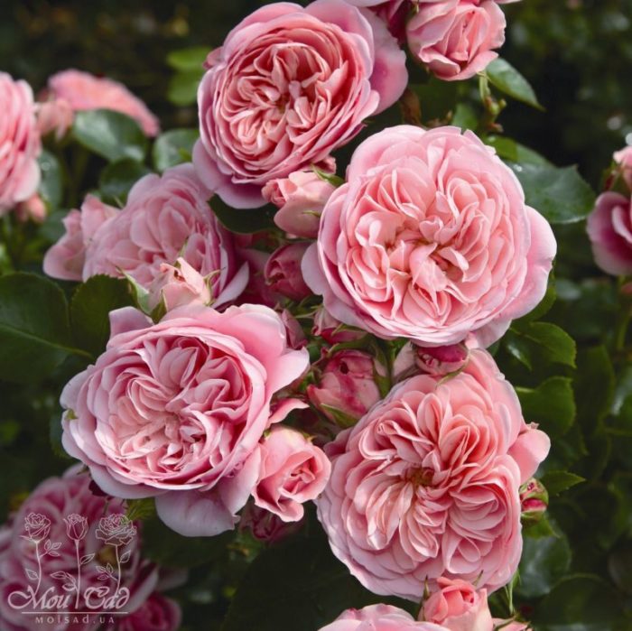 Розы светло-розового цвета