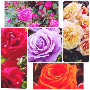 Наборы роз