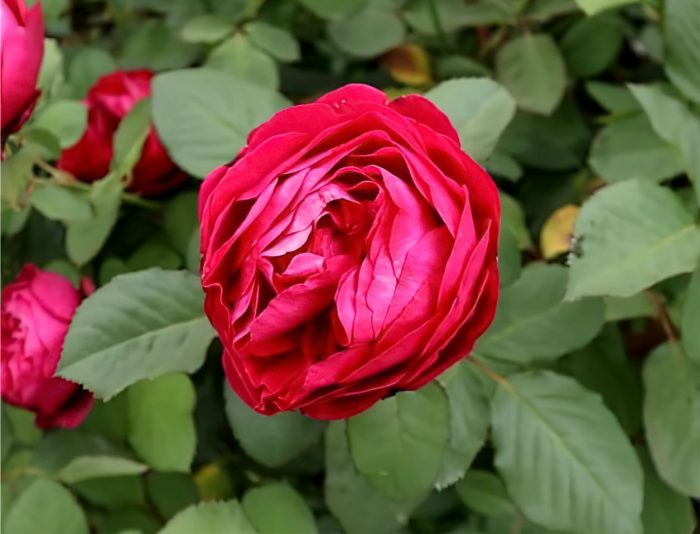 Саженцы розы Бисантенэр Де Гийо