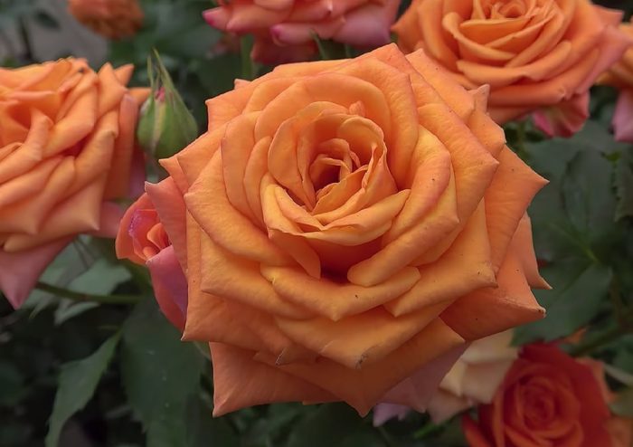 Цветок розы Оранж бейби