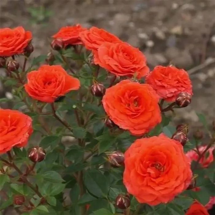 Роза Оранж Бейби (Orange Baby)