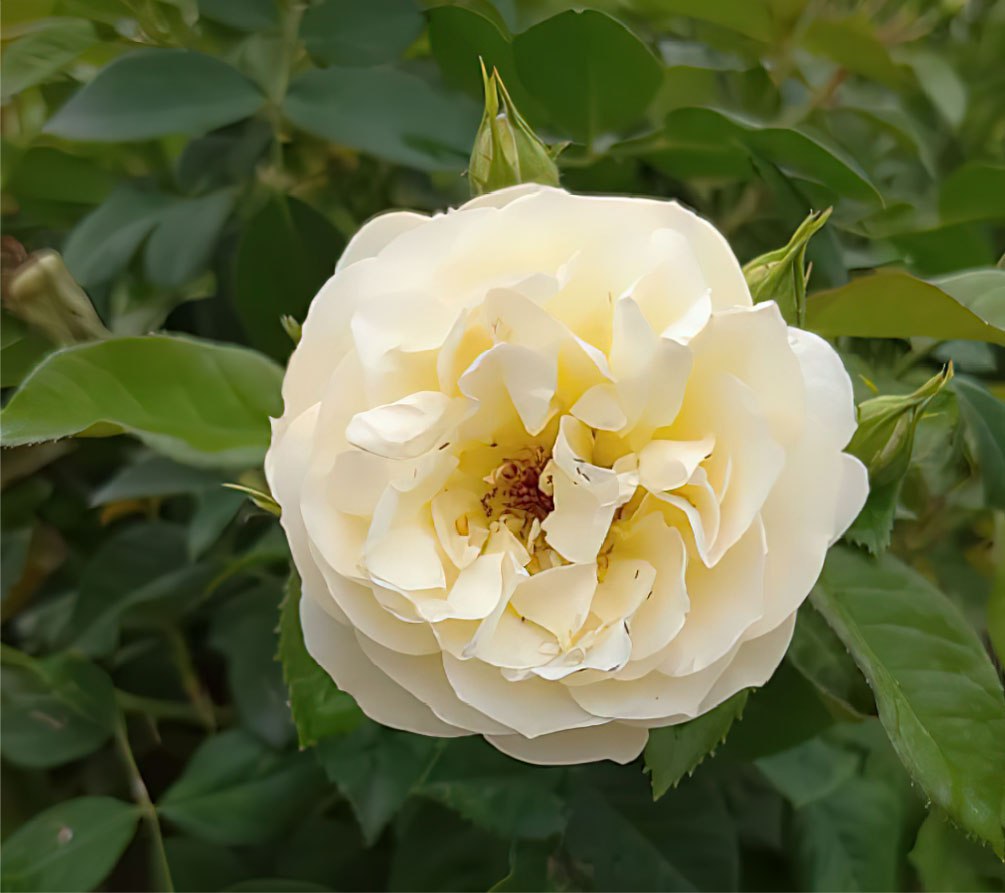 Белая роза Зоненширм