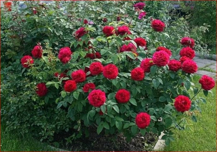 Роза Эл Ди Брейтуэйт (Rose Leonard Dudley Braithwaite)