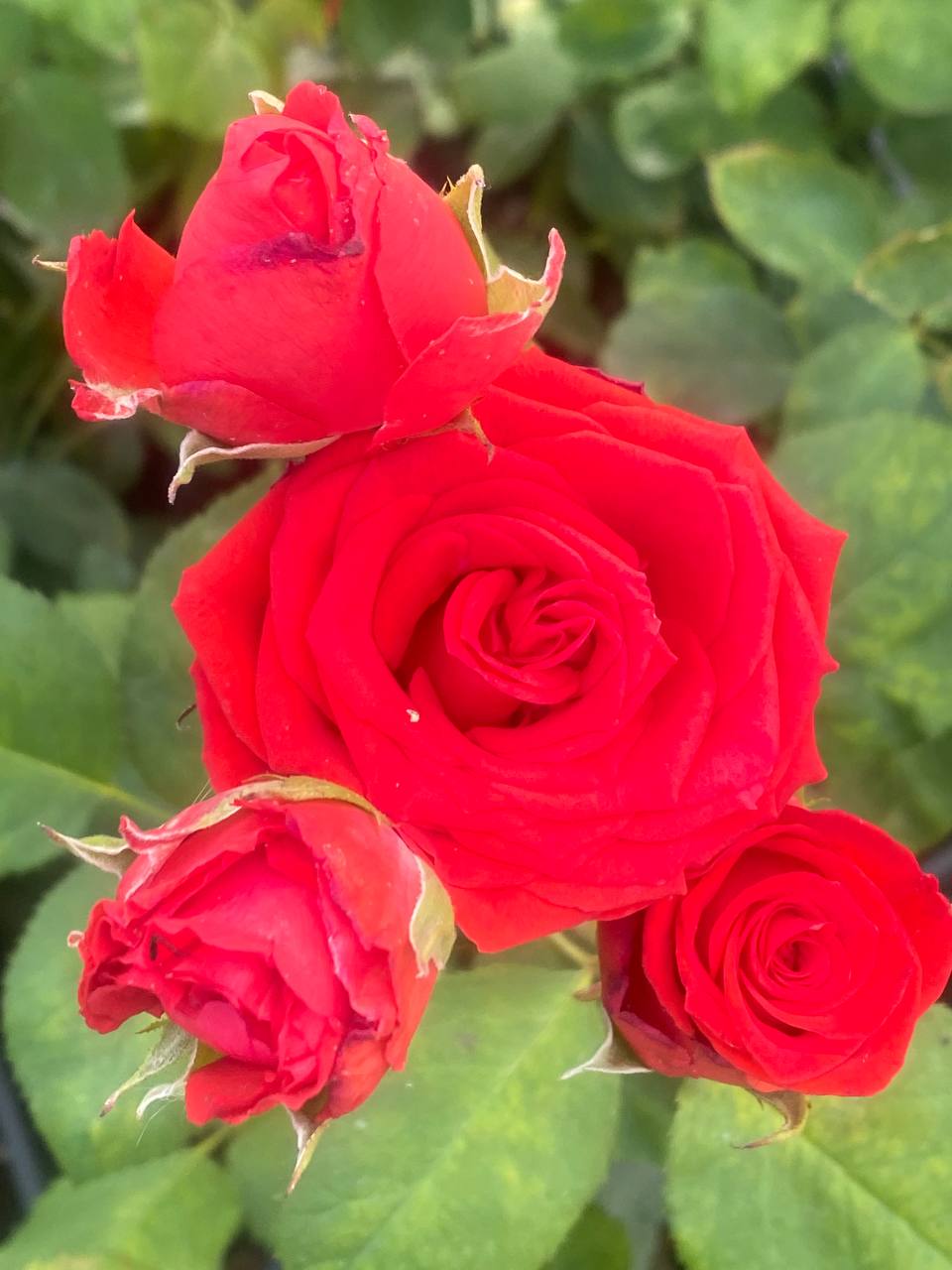 Роза Нина (Rose Nina)