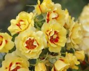 Роза Ориента Айлин (Rose Orienta Aylin)