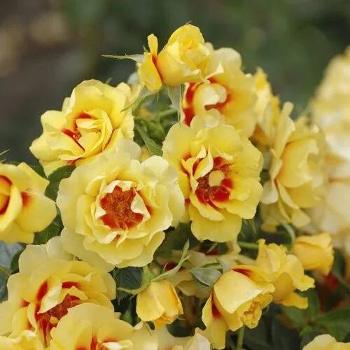 Роза Ориента Айлин (Rose Orienta Aylin)