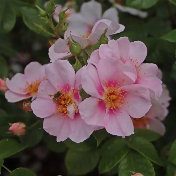 Роза Ориента Лейла (Rose Orienta Laila)