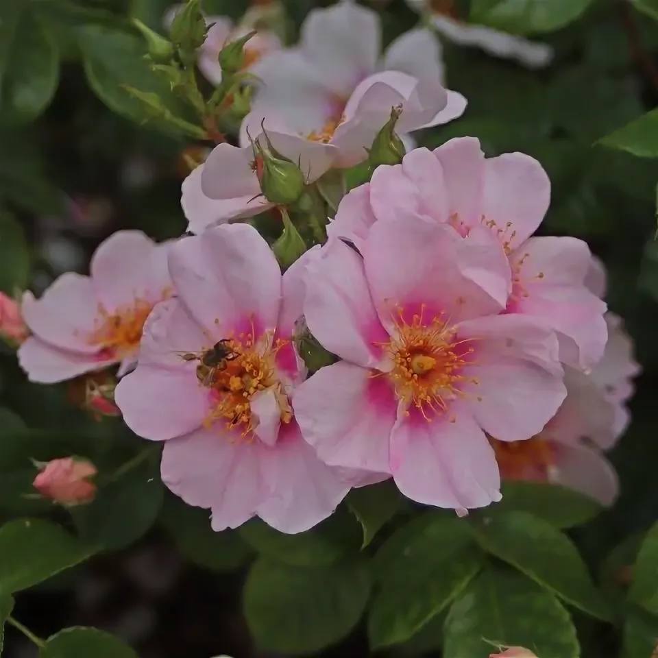 Роза Ориента Лейла (Rose Orienta Laila)